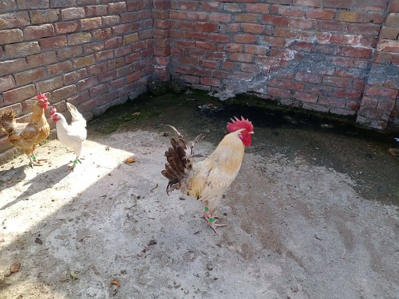Desi Golden Misri Murgha (Cock) Rooster 14