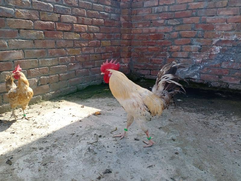 Desi Golden Misri Murgha (Cock) Rooster 16
