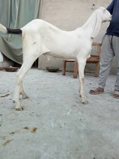 Mashallah Home Breed Goat Rajanpuri fresh 2 Dant Ghar ka paala howa ha