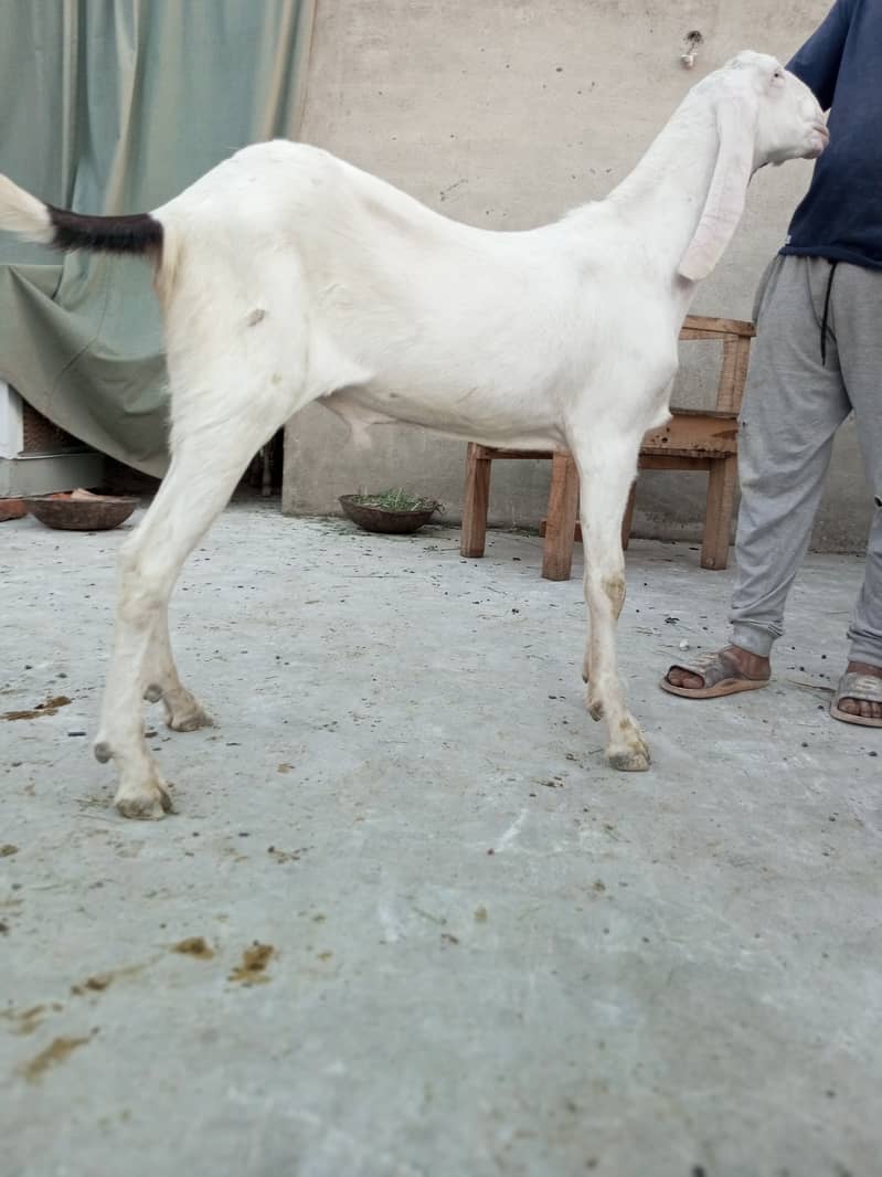 Mashallah Home Breed Goat Rajanpuri fresh 2 Dant Ghar ka paala howa ha 0