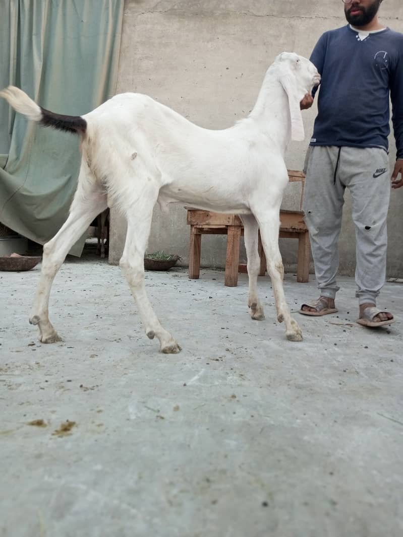 Mashallah Home Breed Goat Rajanpuri fresh 2 Dant Ghar ka paala howa ha 1