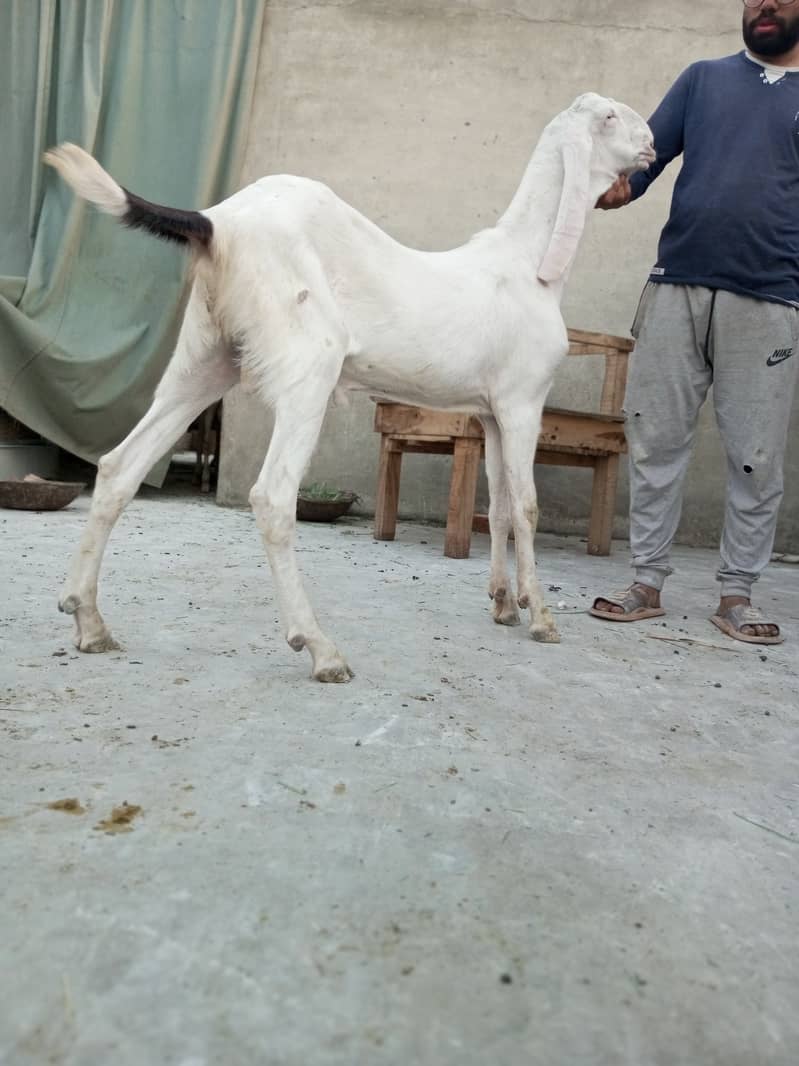 Mashallah Home Breed Goat Rajanpuri fresh 2 Dant Ghar ka paala howa ha 2