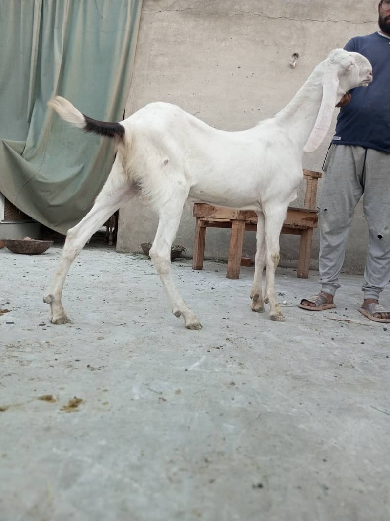 Mashallah Home Breed Goat Rajanpuri fresh 2 Dant Ghar ka paala howa ha 3