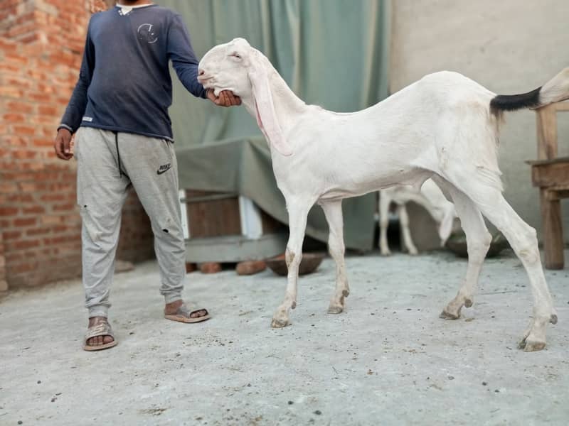 Mashallah Home Breed Goat Rajanpuri fresh 2 Dant Ghar ka paala howa ha 4
