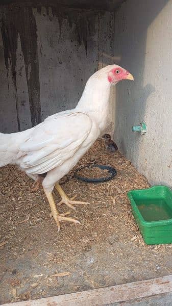 aseel white shamo for sale 30 days & 5 months what's up 03705514567 1
