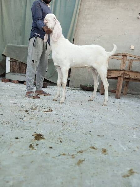 Mashallah Home Breed Goat Rajanpuri fresh 2 Dant Ghar ka paala howa ha 6