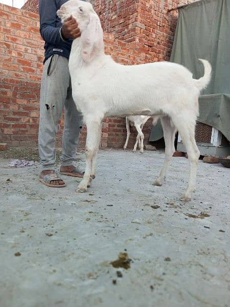 Mashallah Home Breed Goat Rajanpuri fresh 2 Dant Ghar ka paala howa ha 8