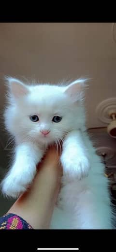 Persian kitten Blue Eyes