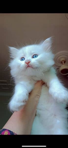 Persian kitten Blue Eyes 1