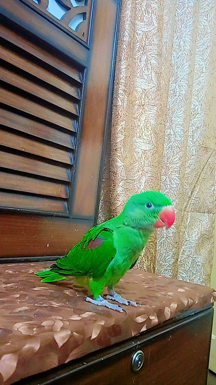 Parrot 0