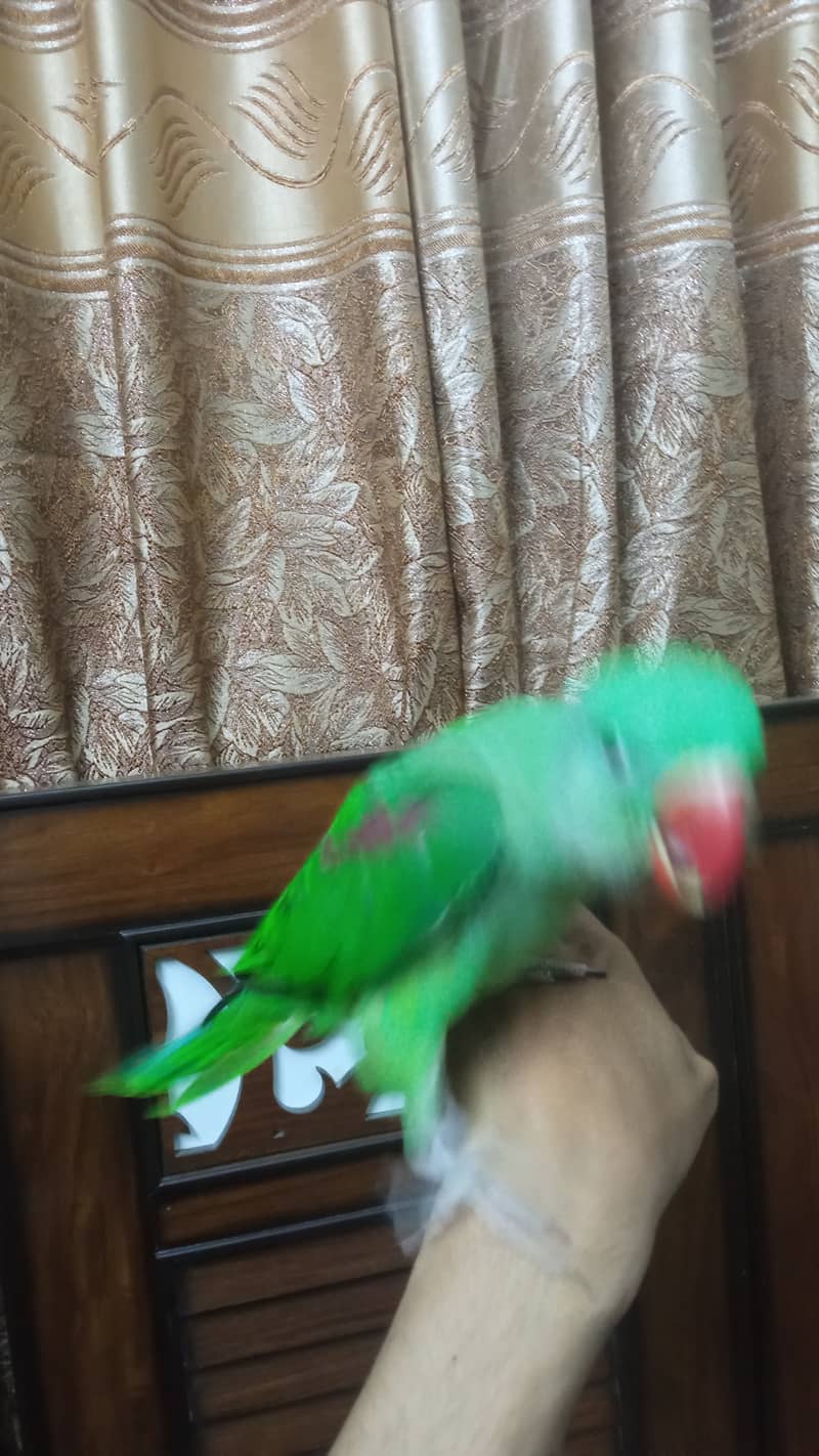 Parrot 3