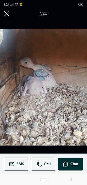 green ringneck parrot chicks