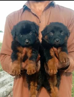 German Dabal coat male female available for sale