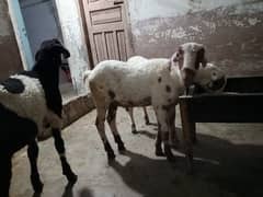 goat for qurbani 2024 age 9 to 10 month price is eligible