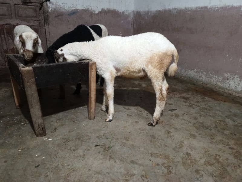 goat for qurbani 2024 age 9 to 10 month price is eligible 2