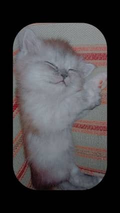 persian male kitten for sale