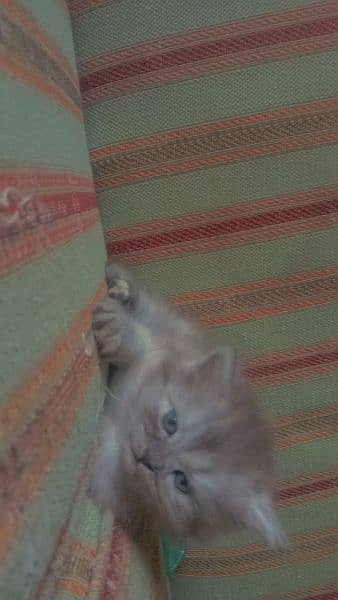 persian male kitten for sale 2