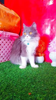 Persian Cats Male And Female Home Trained