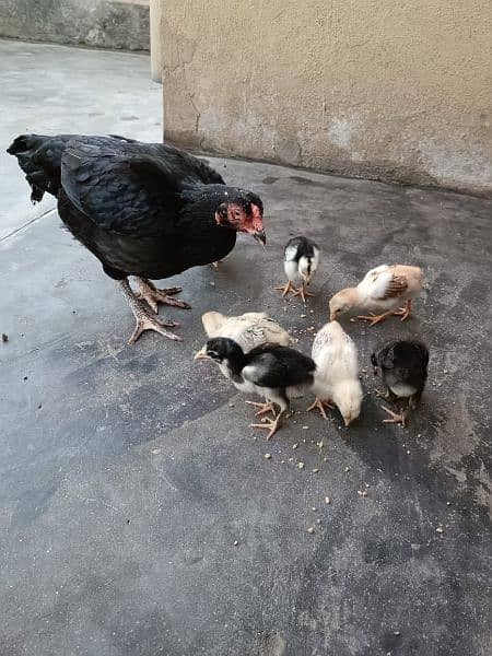 Aseel lasani hen with chicks 0