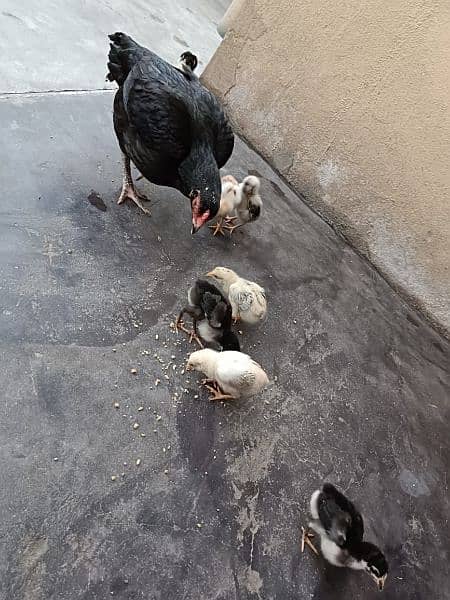 Aseel lasani hen with chicks 1