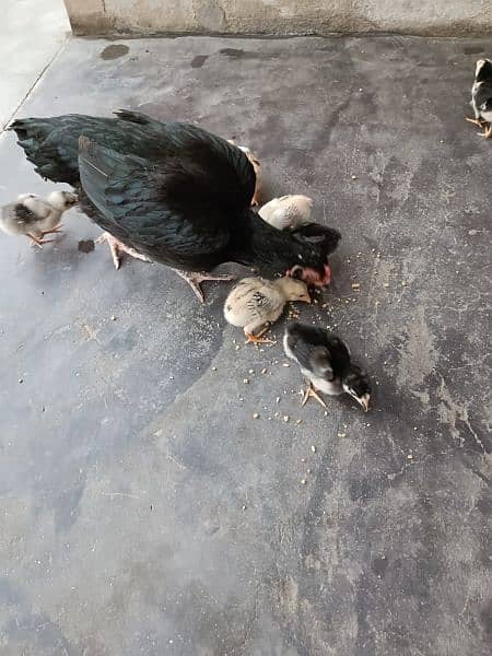 Aseel lasani hen with chicks 2