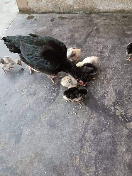 Aseel lasani hen with chicks 3