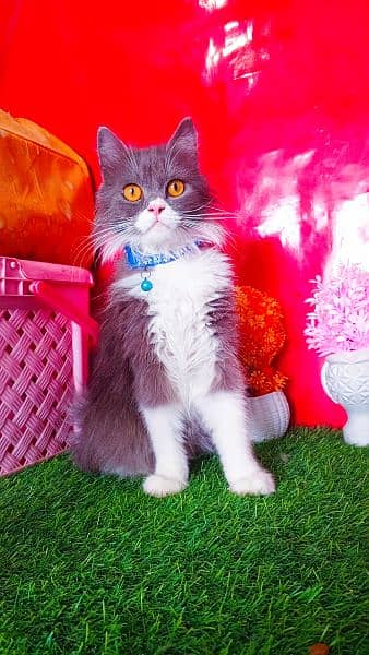 Persian Playful Cats And Kittens 3