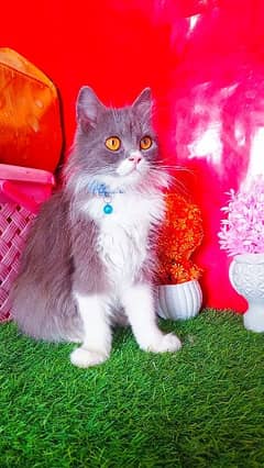 Persian Playful Cats And Kittens