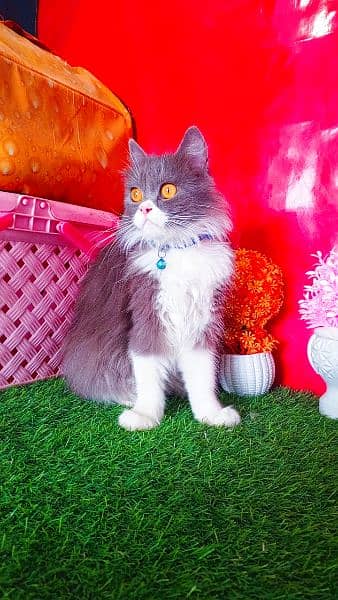 Persian Female Male Cats Trainers Triple Coated 5