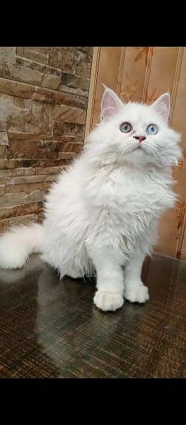 4 months Kitten for sale Female triple coat different eyes colour 0