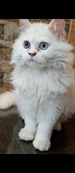 4 months Kitten for sale Female triple coat different eyes colour 1