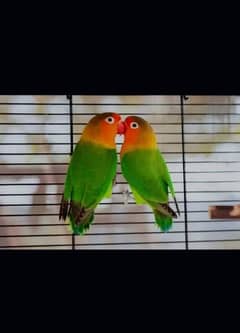 Green fisher breeder pair and other birds for sale