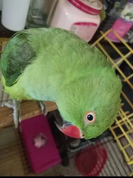 Green fisher breeder pair and other birds for sale 1