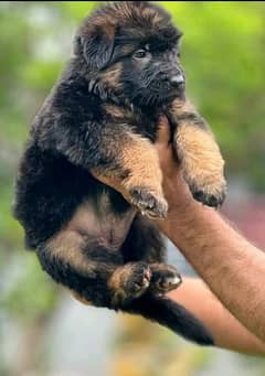 german Shepherd long coat puppy