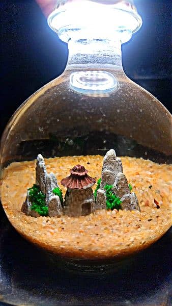 fish aquarium with sand 0