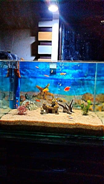 fish aquarium with sand 1