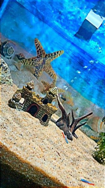 fish aquarium with sand 2