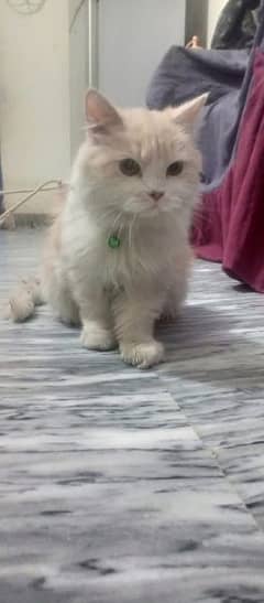 Persian Cat