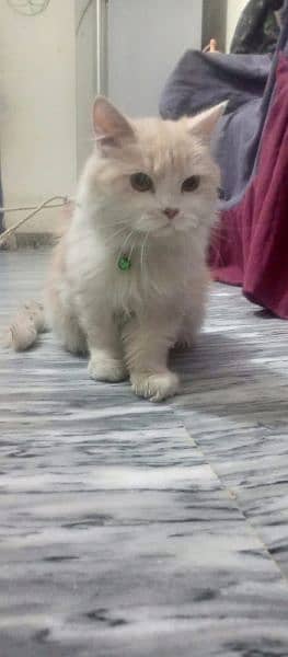 Persian Cat Urgently Sale 0