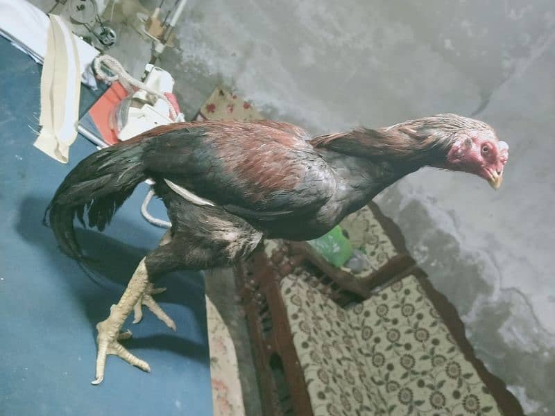 Aseel Hen with chicks or Aseel Murga 0