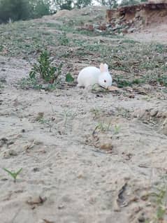 white rabbit buny