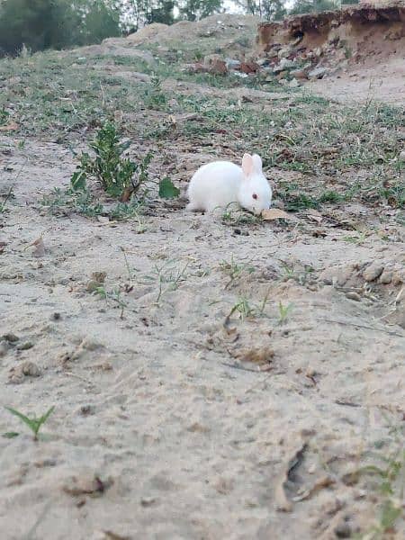 white rabbit buny 0