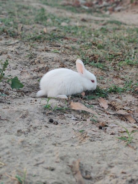 white rabbit buny 1
