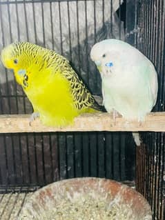 budgies king size