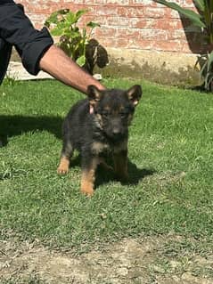 GERMAN SHEPARD PUPPY FEMALE