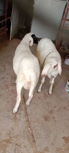 latest two healthy sheep