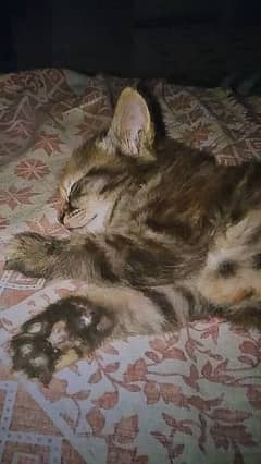 Persian kitten. . . .