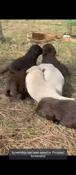 Labrador Puppies. 10