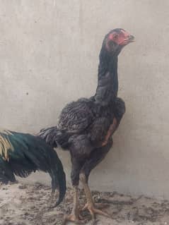 aseel galwa pair for sale