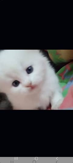 persian kittens blue eyes